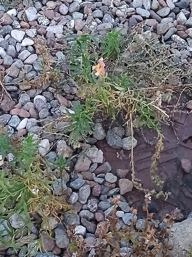 common toadflax