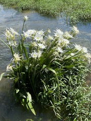 Hymenocallis coronaria