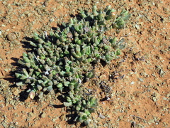 Chasmatophyllum