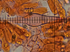 Melanoleuca strictipes