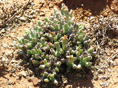 Chasmatophyllum