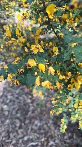 water bush
