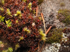 Pentachondra pumila