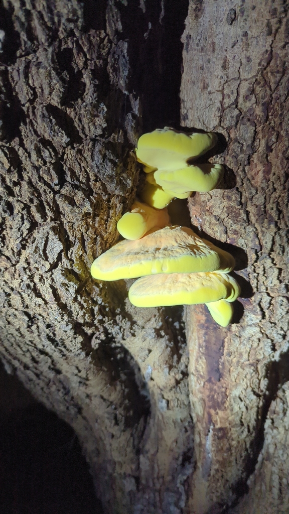 Western Hardwood Sulphur Shelf · September 2026 · photo: Photo: no rights reserved · iNaturalist