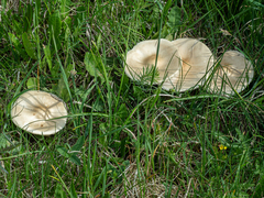 Melanoleuca strictipes