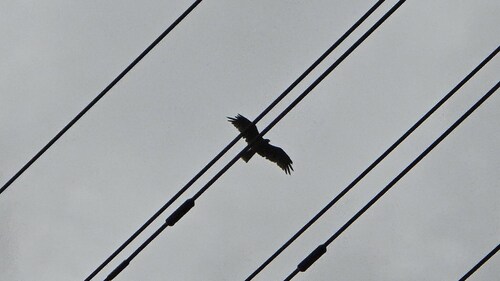 Black-eared Kite