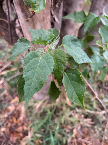 Croton megalobotrys