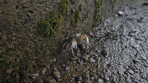 Red Flower Crab