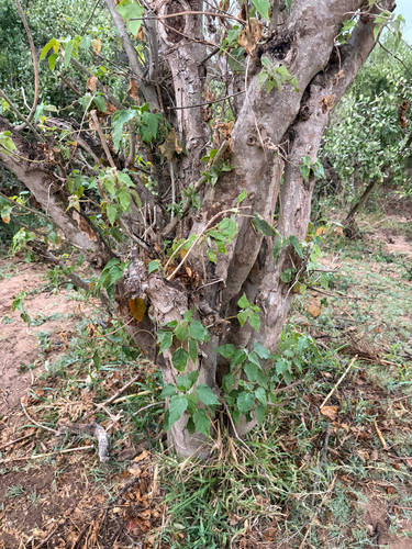 Croton megalobotrys, photograph 2