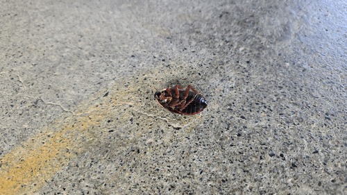 Amphibious Litter Cockroach