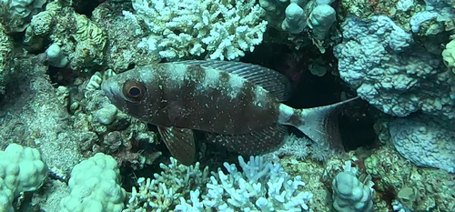 Crescent-tail Bigeye
