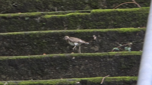 Common Sandpiper