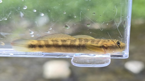 Monk Goby