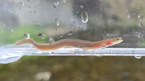 Marbled Eel