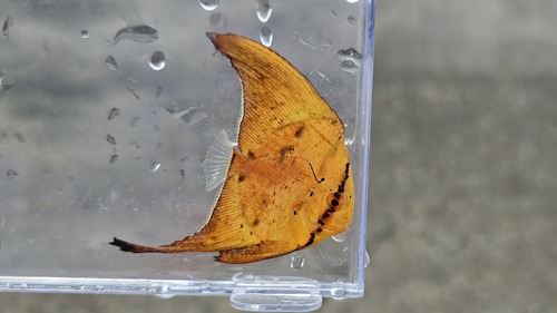 Round Batfish