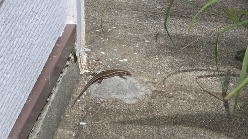 Japanese five-lined skink