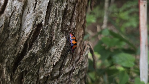 Death Head Bug