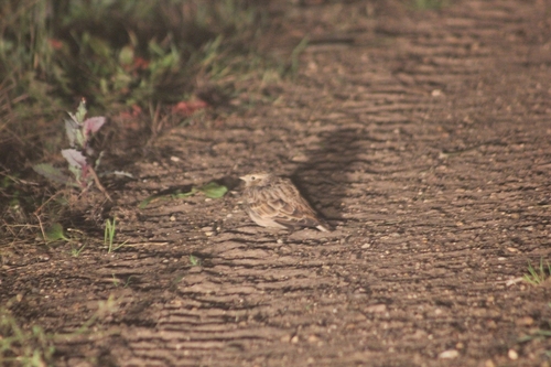 Eurasian Skylark