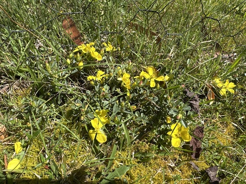 Hibbertia diffusa observed 2026-09-24