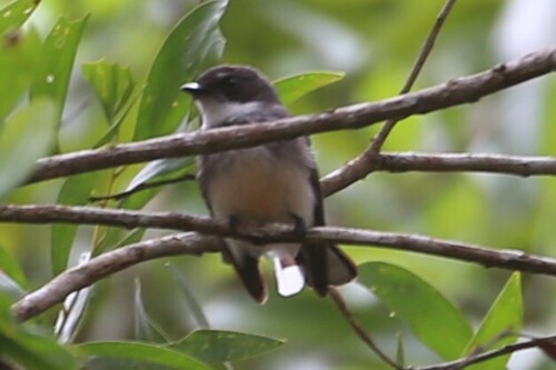 Rhipidura rufiventris observed 2026-09-24