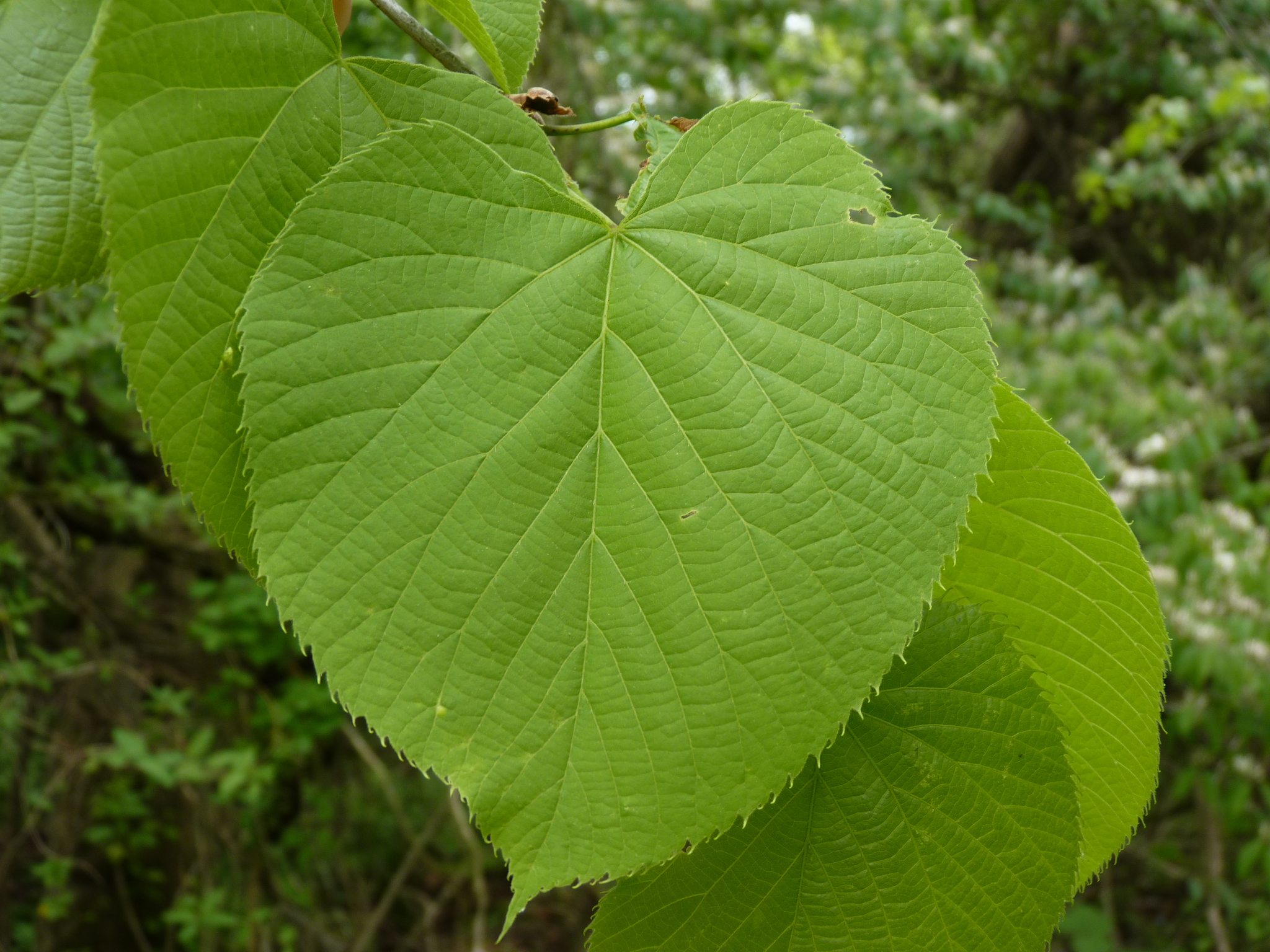 basswood (Georgia Coastal Plain - DRAFT) · iNaturalist