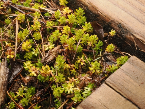 Raoulia glabra