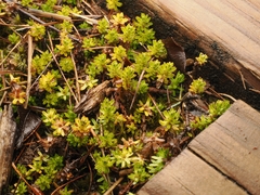 Raoulia glabra