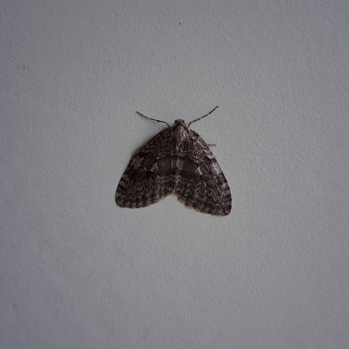 Autumnal Moth