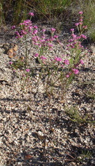 Erica corifolia bracteata