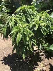 Prunus persica nucipersica