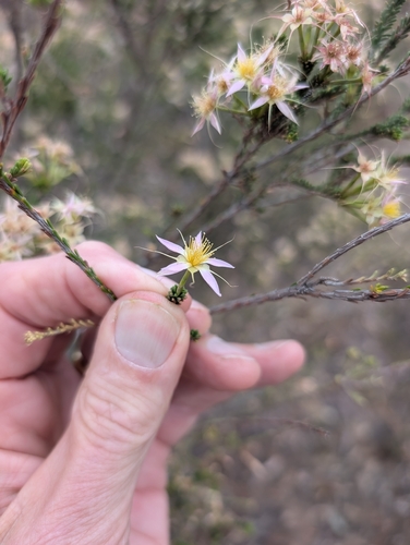 Calytrix longiflora observed 2026-09-24