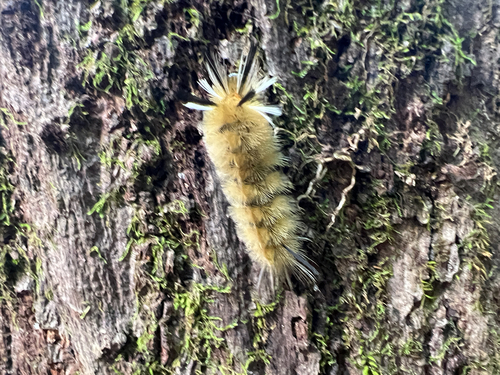 Banded Tussock Moth