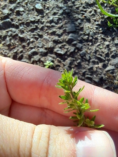 Veronica arvensis, photograph 2