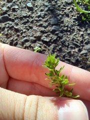 Veronica arvensis, photograph (c) Pluto Hooper, some rights reserved (CC BY)
