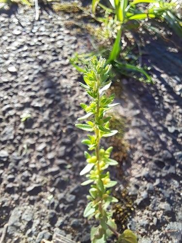 Veronica arvensis, photograph 3