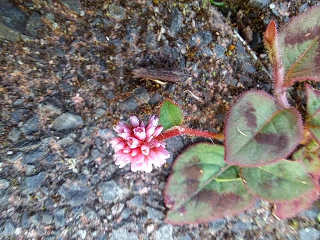 Persicaria capitata; photograph (c) Pluto Hooper, some rights reserved (CC BY)