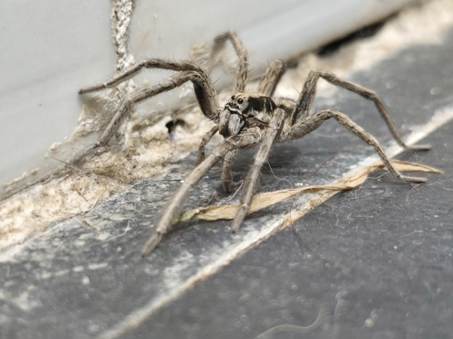 Schizocosa malitiosa