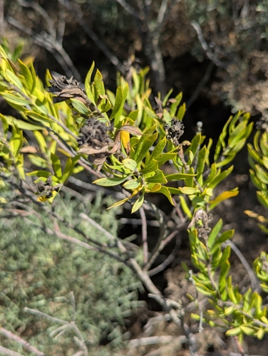 Daphne gnidium