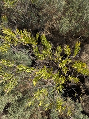Daphne gnidium, photograph (c) Dmitry Trutsko, some rights reserved (CC BY)