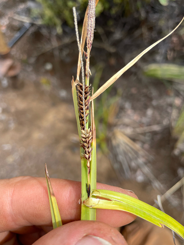 Carex alligata observed 2026-09-22