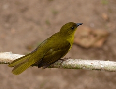 Orthogonys chloricterus