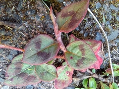 (c) Pluto Hooper, some rights reserved (CC BY) Persicaria capitata, photograph (c) Pluto Hooper, some rights reserved (CC BY)