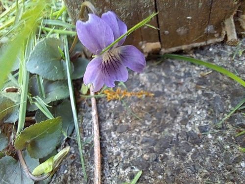 Viola riviniana