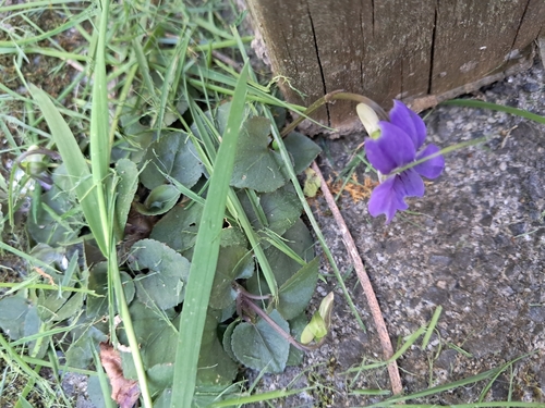 Viola riviniana, photograph 1