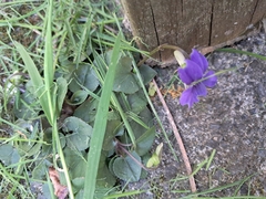 (c) Pluto Hooper, some rights reserved (CC BY) Viola riviniana, photograph (c) Pluto Hooper, some rights reserved (CC BY)