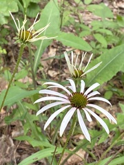Echinacea sanguinea