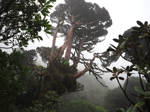 Libocedrus bidwillii