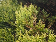 Libocedrus bidwillii, photograph (c) Angus Campbell, some rights reserved (CC BY)