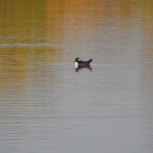 Hooded Merganser