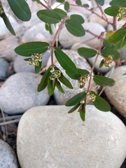Euphorbia hypericifolia